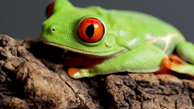 Red eyed green tree frog close up. Portrait of small amazon frog. Bright green amphibian with large red eyes close up nature and wildlife. 