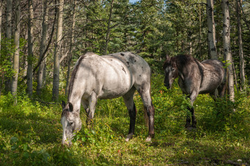 Obraz na płótnie Canvas Two Horses in An Aspen Forest