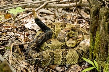 Yellow-phase timber rattlesnake - Crotalus horridus