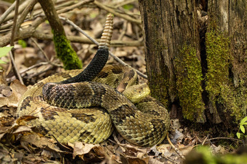 Yellow phase timber rattlesnake - Crotalus horridus
