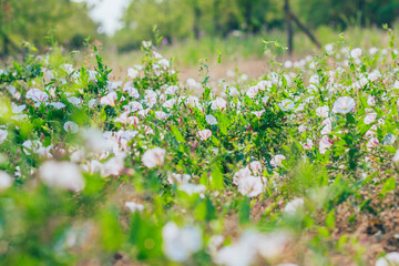 White morning glory and green leaves tiled on the ground
