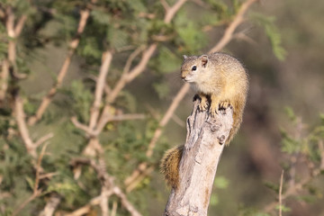 Ockerfußbuschhörnchen / Tree squirrel / Paraxerus Cepapi