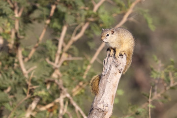 Ockerfußbuschhörnchen / Tree squirrel / Paraxerus Cepapi © Ludwig