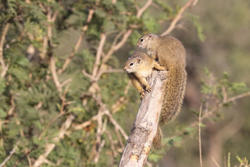 Ockerfußbuschhörnchen / Tree squirrel / Paraxerus Cepapi