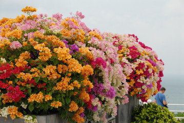 bouganvillea multicolor