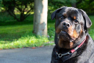 Large Adult Dog Rottweiler with a funny face