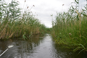 river in the reeds