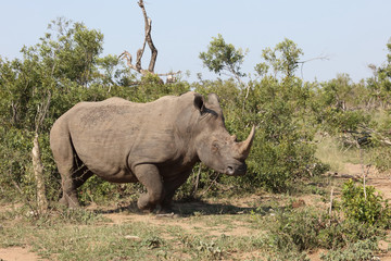 Naklejka premium Breitmaulnashorn / Square-lipped rhinoceros / Ceratotherium Simum