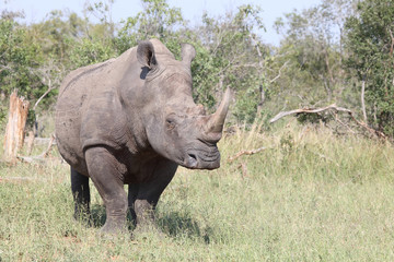 Obraz premium Breitmaulnashorn / Square-lipped rhinoceros / Ceratotherium Simum