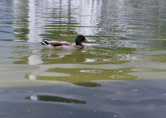 duck in the pool in summer park. background, animal