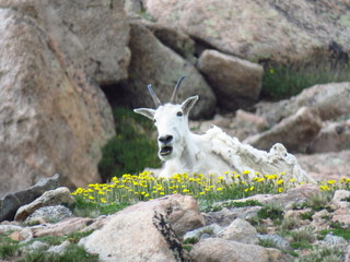 goat on the rock