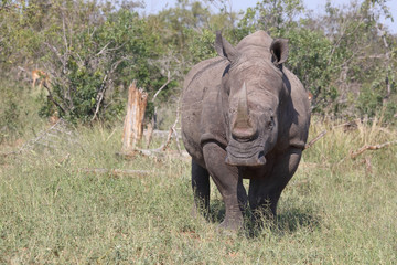 Fototapeta premium Breitmaulnashorn / Square-lipped rhinoceros / Ceratotherium Simum