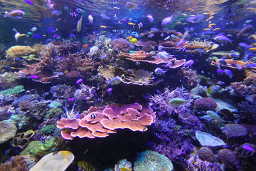 水族館のサンゴ礁