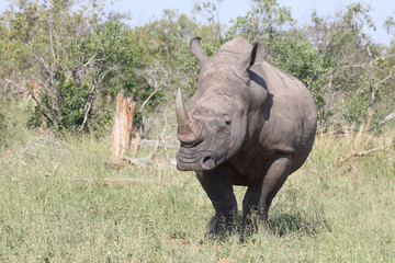 Fototapeta premium Breitmaulnashorn / Square-lipped rhinoceros / Ceratotherium Simum