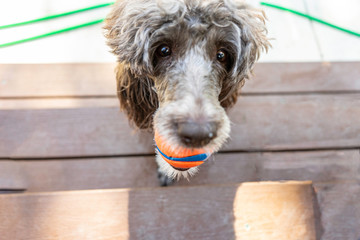 Doodle dog face with tennis ball in mouth, above and closeup view 