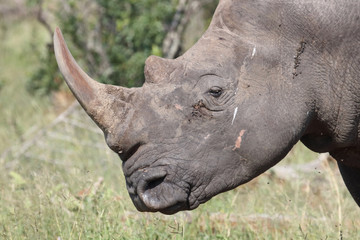 Obraz premium Breitmaulnashorn / Square-lipped rhinoceros / Ceratotherium Simum