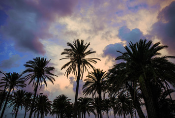 Colourful evening clouds on a beach with palmtrees in the foreground.