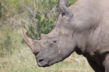 Fototapeta premium Breitmaulnashorn / Square-lipped rhinoceros / Ceratotherium Simum