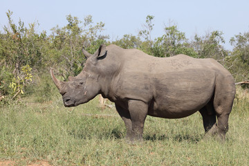 Breitmaulnashorn / Square-lipped rhinoceros / Ceratotherium Simum