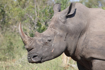 Breitmaulnashorn / Square-lipped rhinoceros / Ceratotherium Simum
