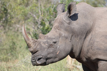 Obraz premium Breitmaulnashorn / Square-lipped rhinoceros / Ceratotherium Simum