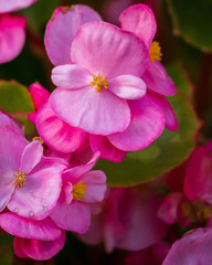 pink flower