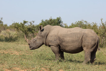 Fototapeta premium Breitmaulnashorn / Square-lipped rhinoceros / Ceratotherium Simum