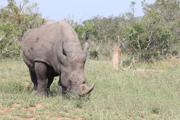 Fototapeta premium Breitmaulnashorn / Square-lipped rhinoceros / Ceratotherium Simum