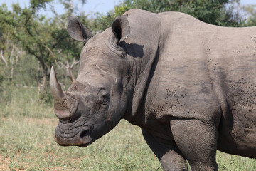 Obraz premium Breitmaulnashorn / Square-lipped rhinoceros / Ceratotherium Simum