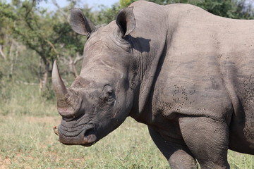 Obraz premium Breitmaulnashorn / Square-lipped rhinoceros / Ceratotherium Simum