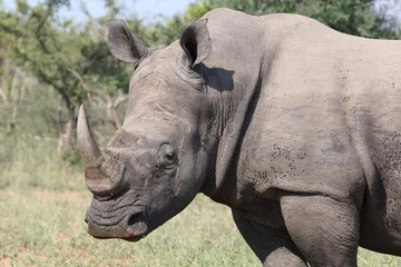 Zelfklevend Fotobehang Breitmaulnashorn / Square-lipped rhinoceros / Ceratotherium Simum © Ludwig