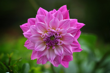 Obraz premium flower in garden