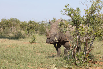 Naklejka premium Breitmaulnashorn / Square-lipped rhinoceros / Ceratotherium Simum
