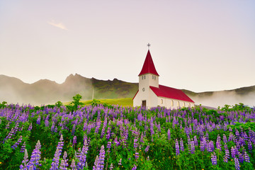 In the morning church surrounded by blooming lupine flowers,Vik i Myrdal Church, Vik, Iceland,