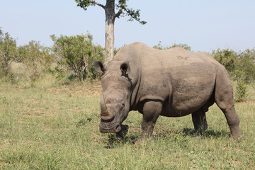 Obraz premium Breitmaulnashorn / Square-lipped rhinoceros / Ceratotherium Simum