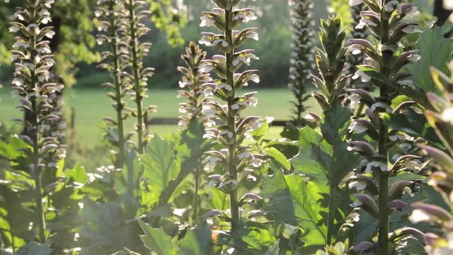 green leaves in the forest, bee walking on backlight plant