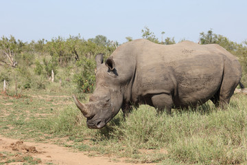 Fototapeta premium Breitmaulnashorn / Square-lipped rhinoceros / Ceratotherium Simum