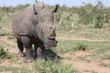 Breitmaulnashorn / Square-lipped rhinoceros / Ceratotherium Simum