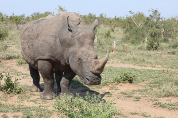 Fototapeta premium Breitmaulnashorn / Square-lipped rhinoceros / Ceratotherium Simum