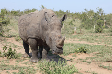 Obraz premium Breitmaulnashorn / Square-lipped rhinoceros / Ceratotherium Simum
