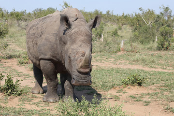 Fototapeta premium Breitmaulnashorn / Square-lipped rhinoceros / Ceratotherium Simum
