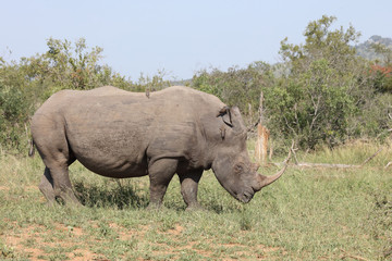 Obraz premium Breitmaulnashorn / Square-lipped rhinoceros / Ceratotherium Simum