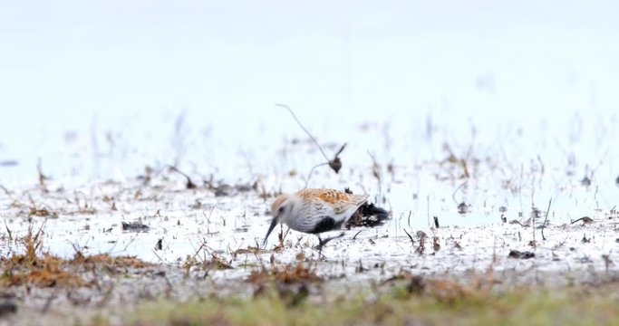 Dunlins, Calidris alpina, in breeding plumage foraging in the salt marshes of the Beka Nature Reserve