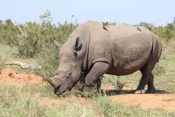 Obraz premium Breitmaulnashorn / Square-lipped rhinoceros / Ceratotherium Simum