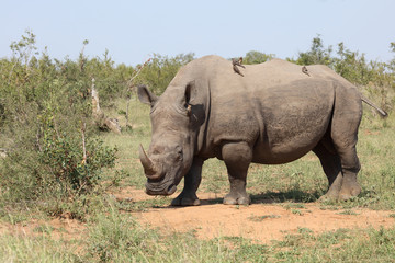 Fototapeta premium Breitmaulnashorn / Square-lipped rhinoceros / Ceratotherium Simum