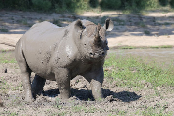 Obraz premium Spitzmaulnashorn / Hook-lipped rhinoceros / Diceros bicornis