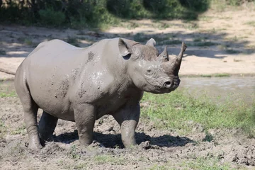 Foto op Plexiglas Spitzmaulnashorn / Hook-lipped rhinoceros / Diceros bicornis © Ludwig