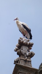 stork
