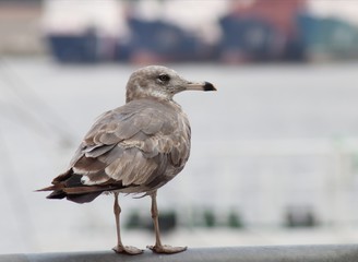 seagull on beach