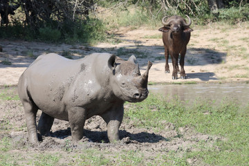 Fototapeta premium Spitzmaulnashorn / Hook-lipped rhinoceros / Diceros bicornis